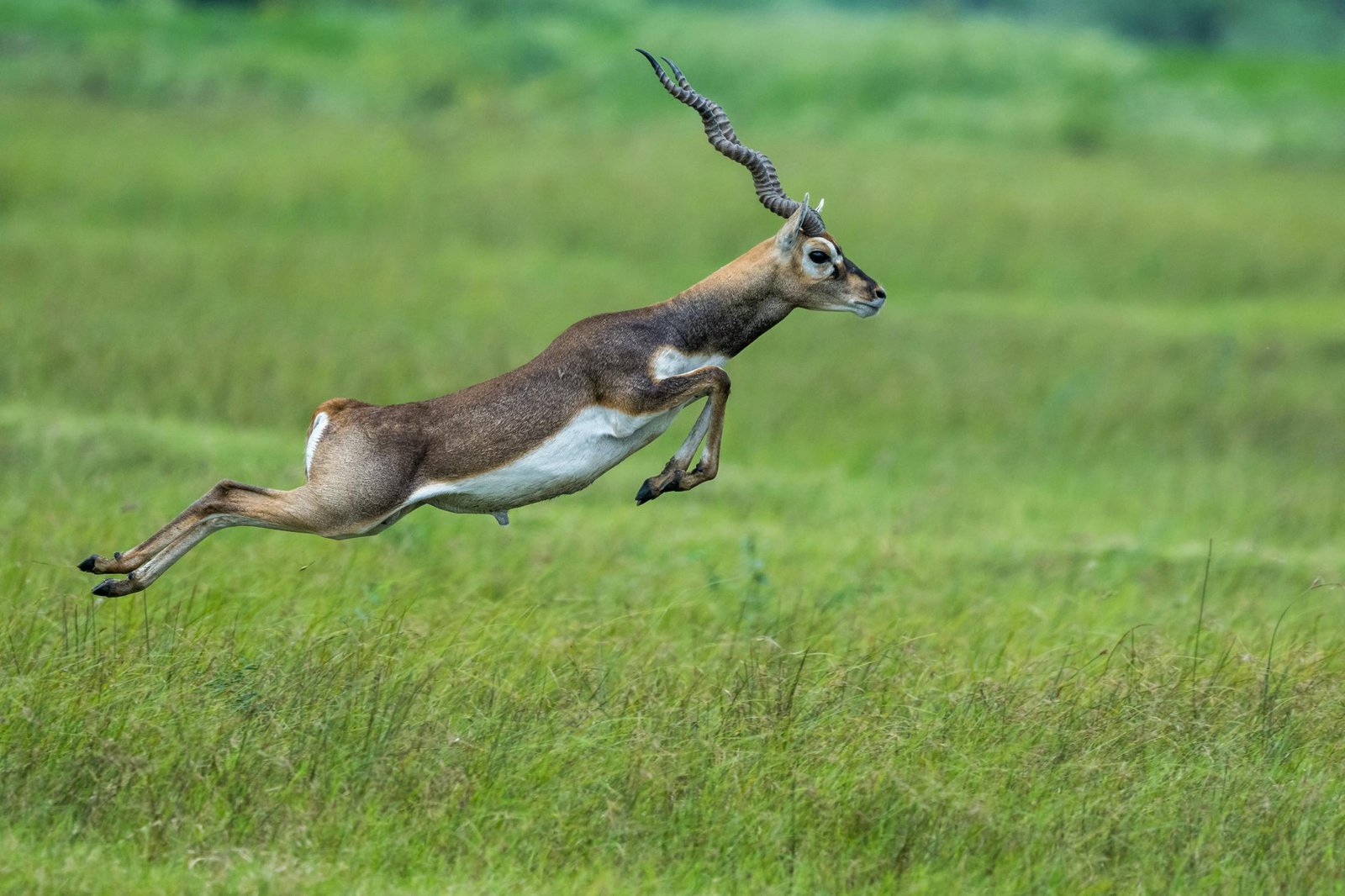 A stunning capture of a blackbuck antelope leaping through a grassy field in its natural habitat.